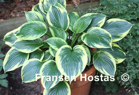 Hosta George M. Dallas